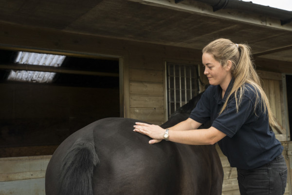 Equine Palpation of musculature