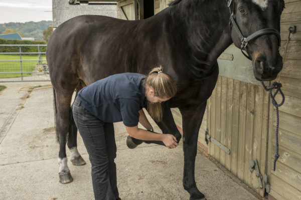 Equine Carpal joint assessment